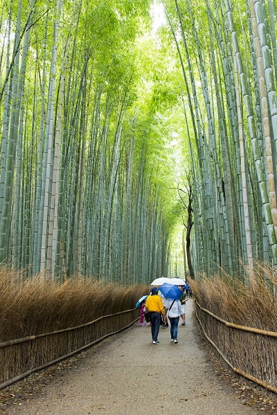 Best Time to Visit Kyoto