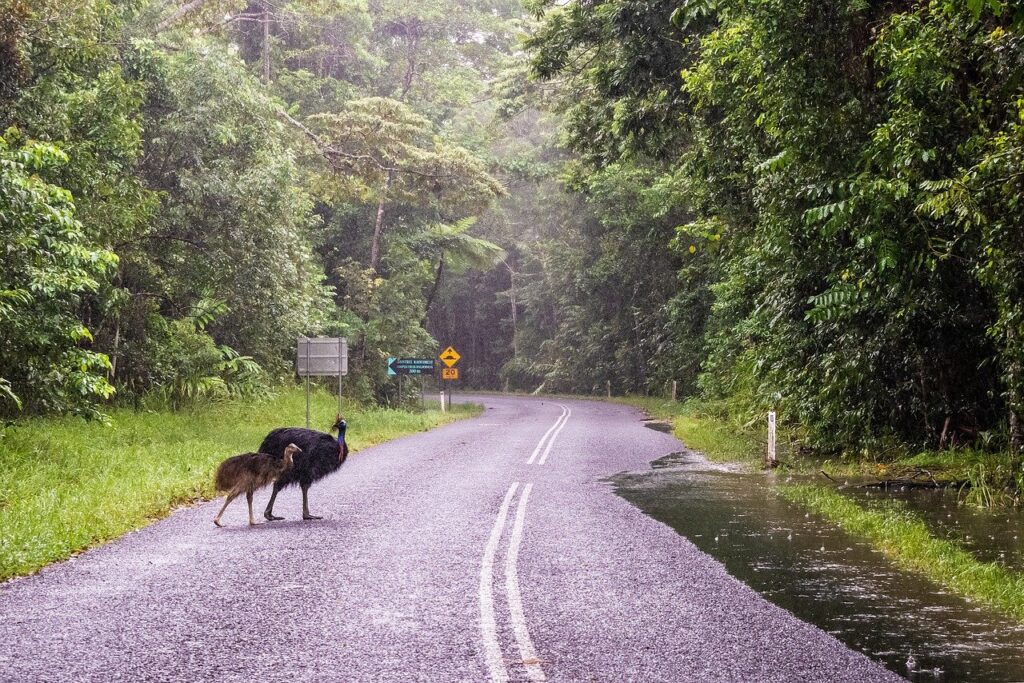 daintree rainforest animals