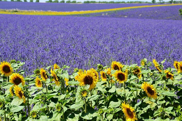 Best Time to Visit Provence