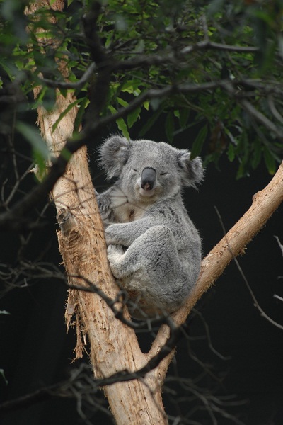 Best Time to Visit Sydney